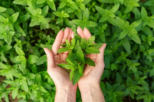 Ayurvedic Diet for Healthy Hair, Skin & Hormone Balance