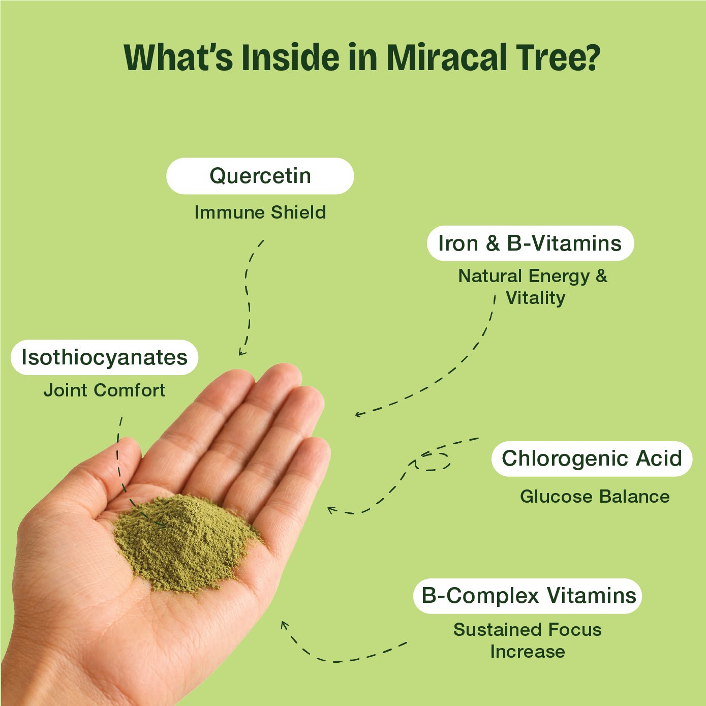 Natural Moringa Powder – The Stone-Ground "Superfood" for Natural Immunity, Daily Energy, and Cellular Detox